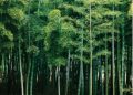 BAMBOO PLANTATION IS A BETTER INITIATIVE