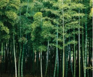 BAMBOO PLANTATION IS A BETTER INITIATIVE