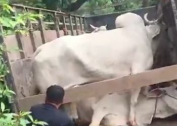 87 cows arrested during smuggling!!