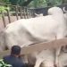 87 cows arrested during smuggling!!