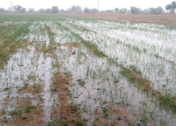 The rain brought temporary relief in the sweltering heat