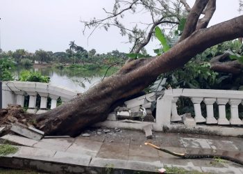 Trees fell in the park due to heavy rain
