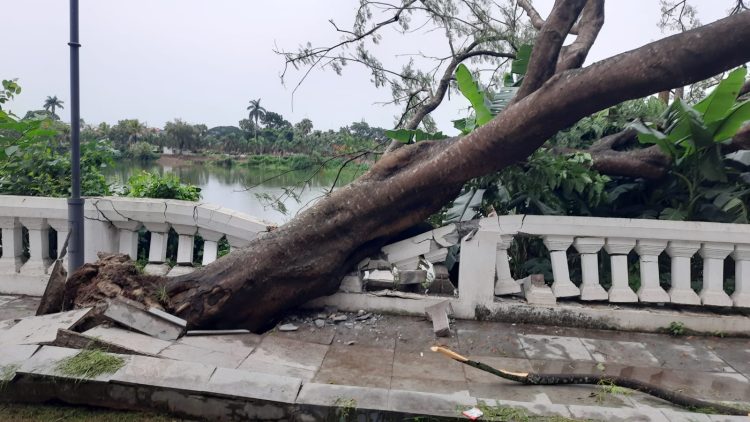 Trees fell in the park due to heavy rain