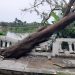 Trees fell in the park due to heavy rain