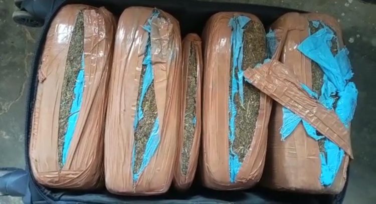 Dried cannabis seized