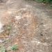 Road Woes Hit Severely To Reang Villagers In Rambhadra Para. 