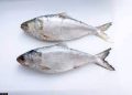 Export ban imposed for 22 days to ensure safe breeding of Hilsa