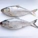 Export ban imposed for 22 days to ensure safe breeding of Hilsa