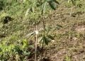 20 Families Availed TRPCL Rubber plantation Amenity.