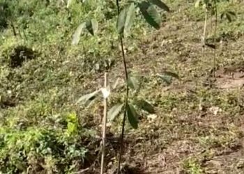 20 Families Availed TRPCL Rubber plantation Amenity. 