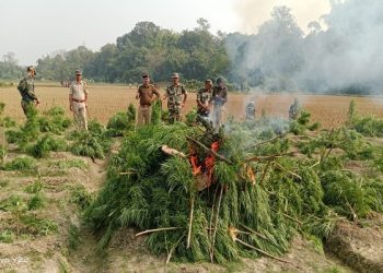About 30,000 cannabis plants were destroyed in a joint police operation