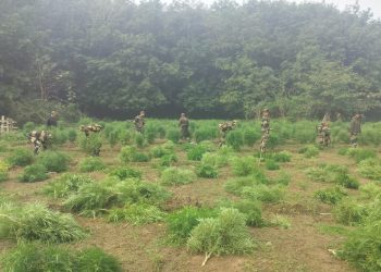 BSF destroyed one lakh thirty three thousand five hundred cannabis trees