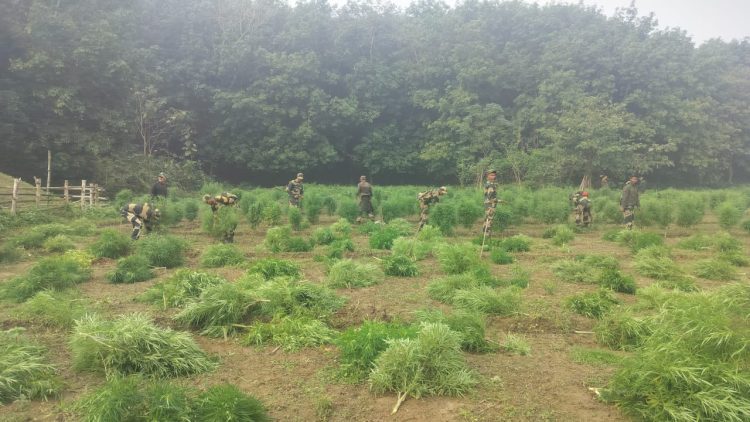 BSF destroyed one lakh thirty three thousand five hundred cannabis trees