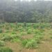 BSF destroyed one lakh thirty three thousand five hundred cannabis trees