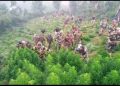 BSF CAMPAIGNED ILLEGAL GANJA DESTRUCTION.