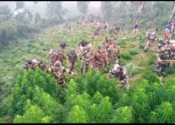 BSF CAMPAIGNED ILLEGAL GANJA DESTRUCTION.
