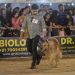Dog carnival organizes at Agartala