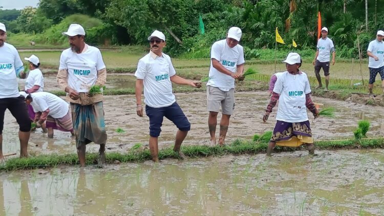 Innovative Paddy Transplanting Campaign in Jampuejola Under MICMP