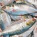 Padma Hilsa Arrives in Tripura Ahead of Durga Puja