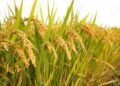 Post-Flood Hybrid Rice Field Inspection by Director of Agriculture, Sardindu Das