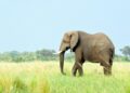 35-year-old Male wild elephant died after hit by speeding train