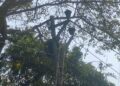 Workers installing electric lines with high risk