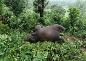Lightning Kills Wild Elephant in Tripura’s Mungiakami Block