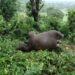 Lightning Kills Wild Elephant in Tripura’s Mungiakami Block