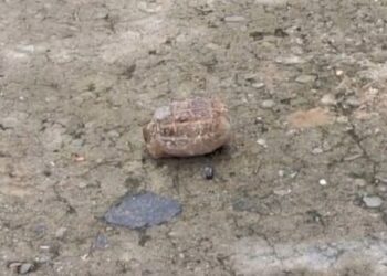 Mysterious Object Causes Alarm Near Fire Service Office in Maharajganj Bazaar