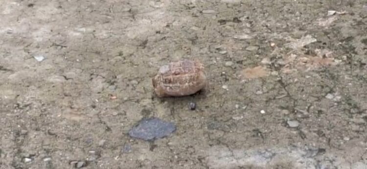 Mysterious Object Causes Alarm Near Fire Service Office in Maharajganj Bazaar