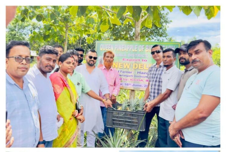 Tripura’s Bishalgarh Pineapples Reach Delhi, Marking Export Milestone