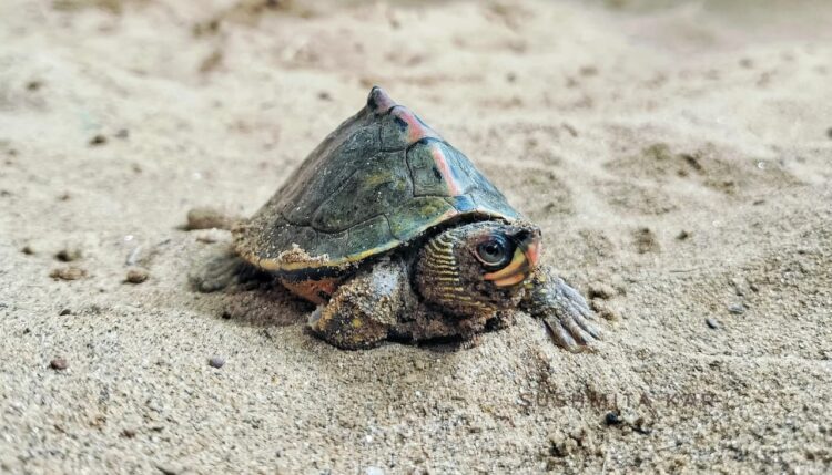 Year-Long Scientific Turtle Study Begins at Kalyan Sagar in Udaipur