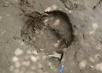 Recurring Elephant Attacks Leave Krishnapur Villagers in Fear and Frustration