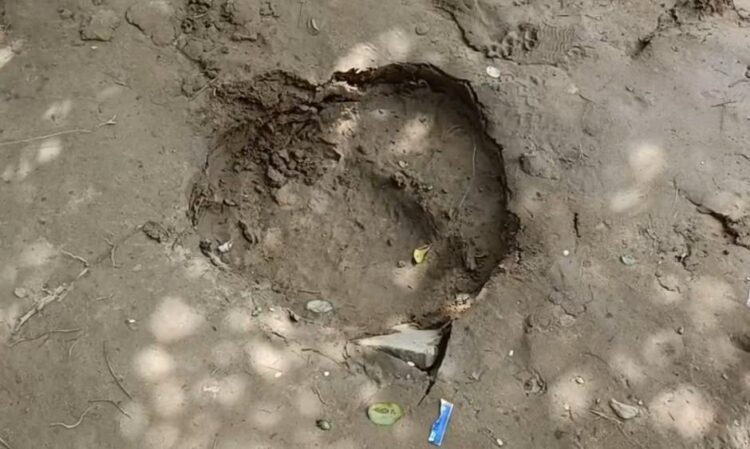 Recurring Elephant Attacks Leave Krishnapur Villagers in Fear and Frustration
