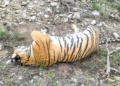 Five Tigers Poisoned to Death with Carbofuran in Karnataka’s Male Mahadeshwara Wildlife Sanctuary