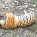 Five Tigers Poisoned to Death with Carbofuran in Karnataka’s Male Mahadeshwara Wildlife Sanctuary