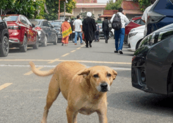Supreme Court Eases Blanket Ban on Stray Dogs in Delhi-NCR, Orders Regulated Release and Feeding Zones