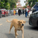Supreme Court Eases Blanket Ban on Stray Dogs in Delhi-NCR, Orders Regulated Release and Feeding Zones