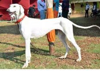BSF Tripura Inducts Indian Breed Rampur Hounds into Canine Squad