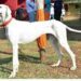 BSF Tripura Inducts Indian Breed Rampur Hounds into Canine Squad