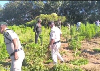 Sonamura operation destroys over 2.25 lakh illegal cannabis plants