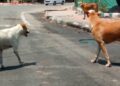 Kerala Minister Terms Supreme Court’s Stray Dog Removal Order ‘Impractical’