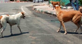 Kerala Minister Terms Supreme Court’s Stray Dog Removal Order ‘Impractical’