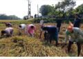 Minister Barman Harvests Paddy with Farmers Days Before Wedding