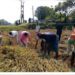 Minister Barman Harvests Paddy with Farmers Days Before Wedding