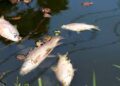 Fish deaths at revamped College Tilla Lake draw criticism