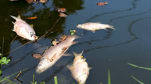 Fish deaths at revamped College Tilla Lake draw criticism