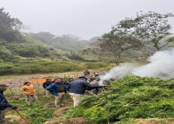 Security forces wipe out Rs 108 cr ganja crop in Tripura