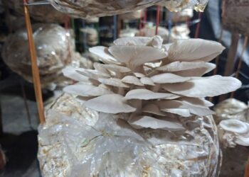 Mushroom spawn production unit planned in West Tripura