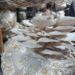 Mushroom spawn production unit planned in West Tripura